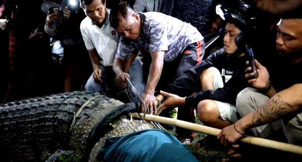 Momen bebasnya buaya berkalung ban.