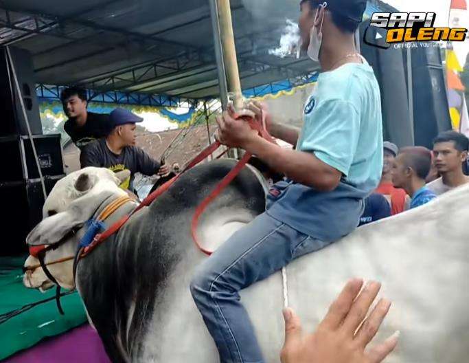 Pria tunggang sapi ikut joget di depan panggung hiburan.