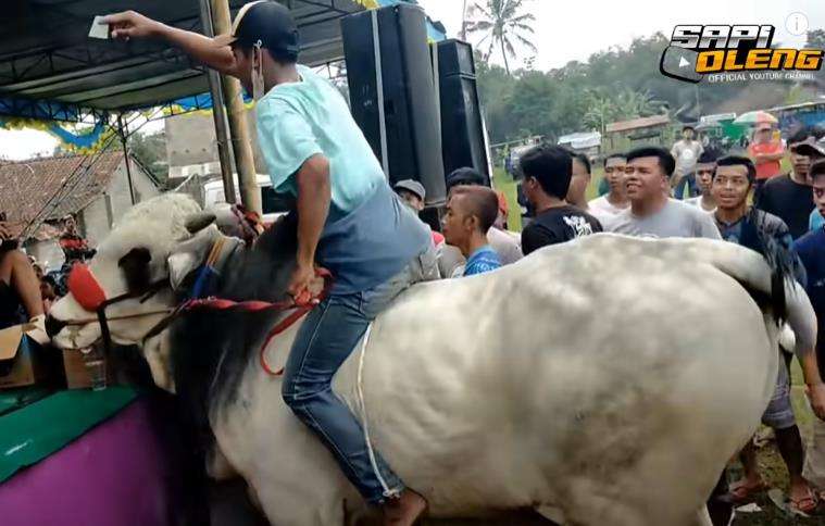 Pria tunggang sapi ikut joget di depan panggung hiburan.