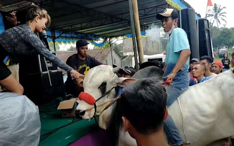 Pria tunggang sapi ikut joget di depan panggung hiburan.