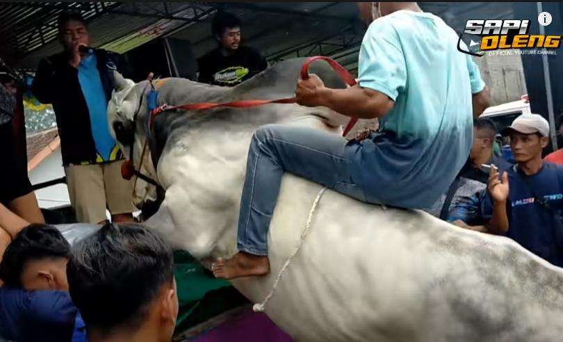 Pria tunggang sapi ikut joget di depan panggung hiburan.