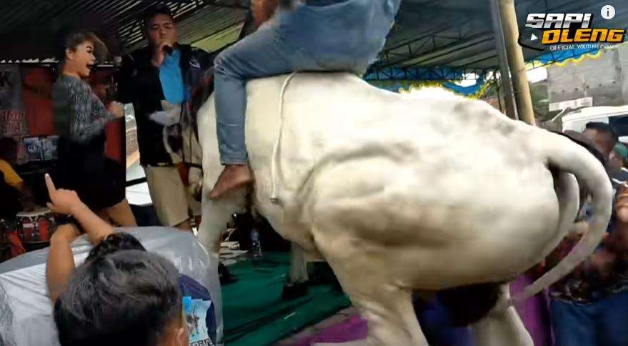Pria tunggang sapi ikut joget di depan panggung hiburan.