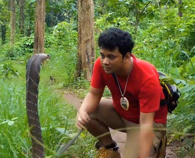 Panji Petualang tabok kepala king kobra hitam.