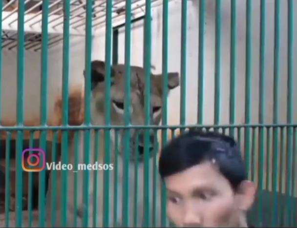 Tiba-tiba seekor singa mendekat dari belakang.
