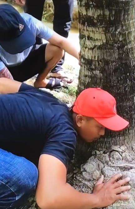 Dengar suara aneh dari batang pohon kelapa, pas dibongkar sarang ular.