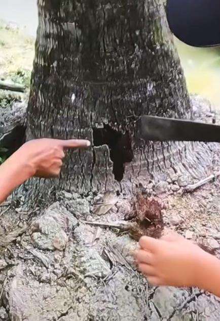 Dengar suara aneh dari batang pohon kelapa, pas dibongkar sarang ular.