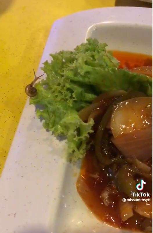 siput