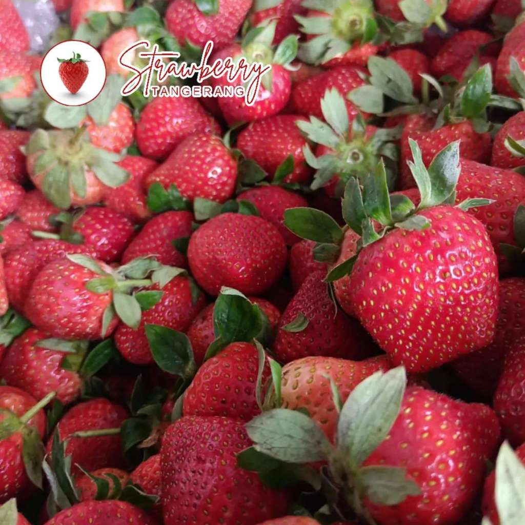 Jatuh Bangun Bisnis Buah Segar, Strawberry Tangerang Survive dengan Penjualan Meningkat