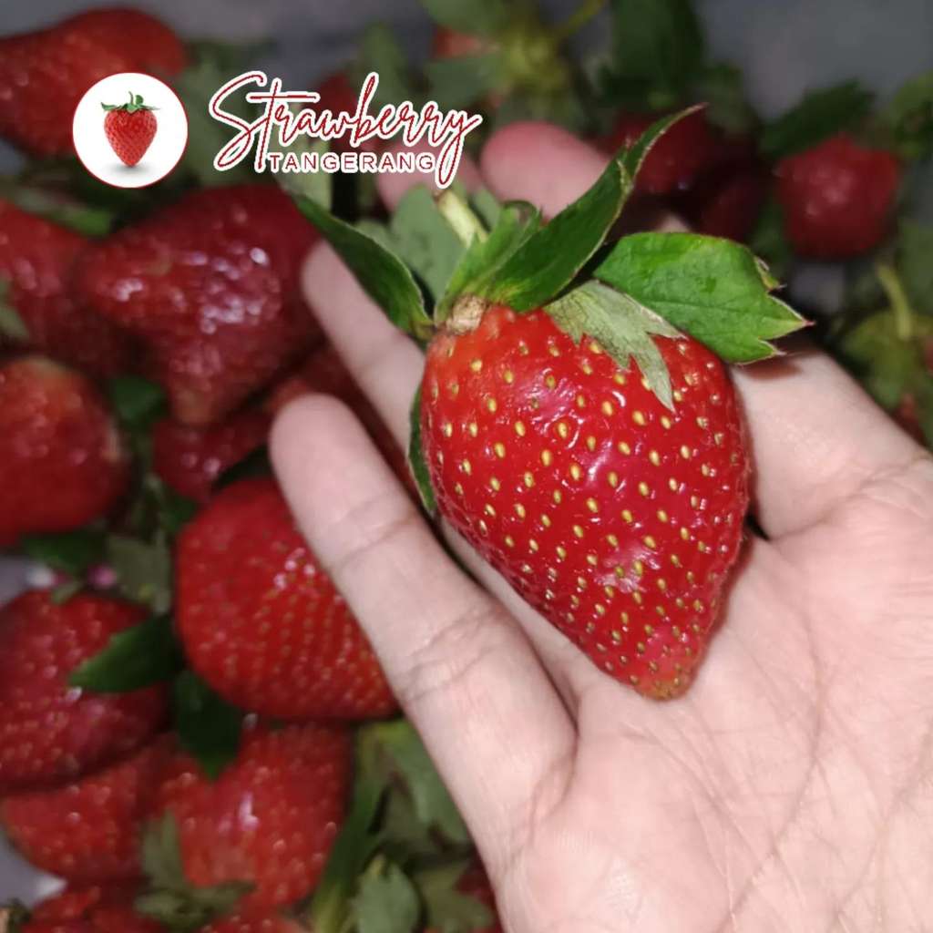 Jatuh Bangun Bisnis Buah Segar, Strawberry Tangerang Survive dengan Penjualan Meningkat