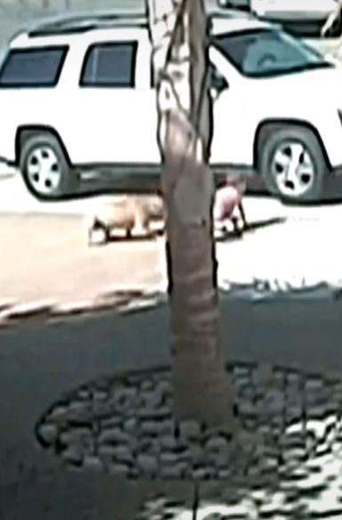 Kucing hitam jadi pahlawan.