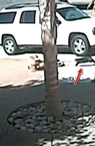 Kucing hitam jadi pahlawan.
