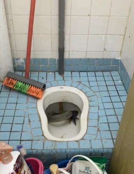 Heboh biawak muncul dari lubang WC.