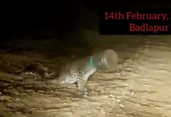Macan tutul kepalanya terjebak dalam galon plastik.