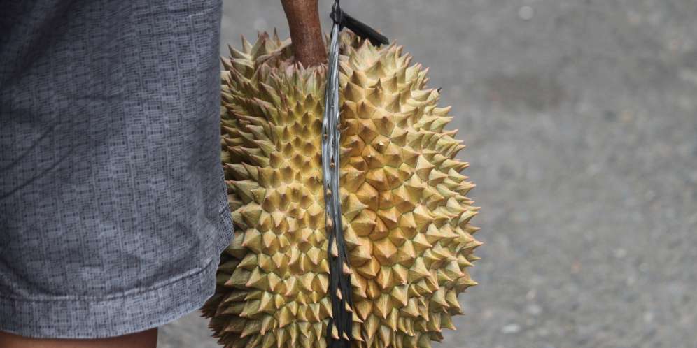 Ilustrasi Durian