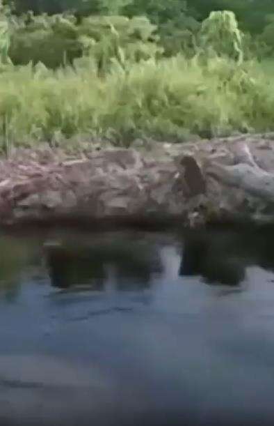 Viral petani diserang buaya saat membersihkan diri di sungai.