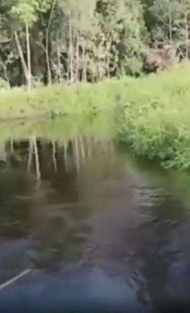 Viral petani diserang buaya saat membersihkan diri di sungai.