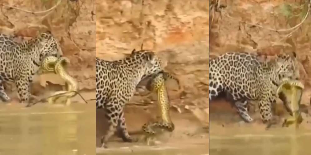 Piton menggigit macan tutul.