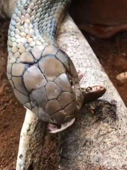 King kobra berburu ular tikus.