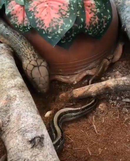 King kobra berburu ular tikus.
