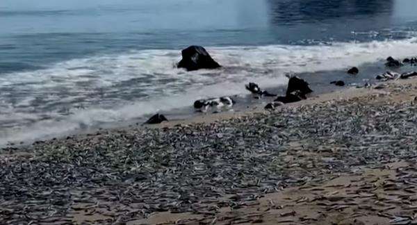 Fenomena aneh, ribuan ikan mati terdampar di pantai Chili.