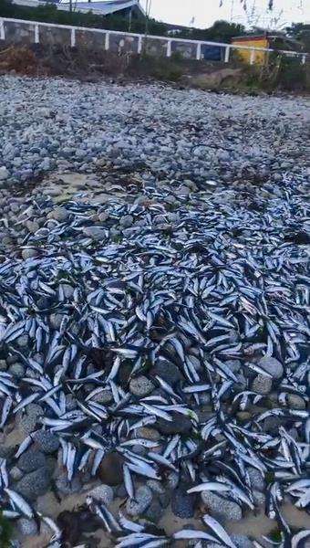Fenomena aneh, ribuan ikan mati terdampar di pantai Chili.