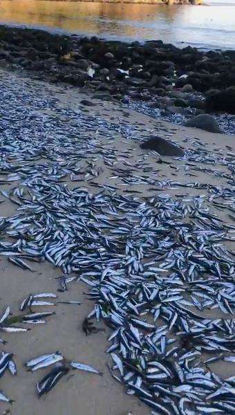 Fenomena aneh, ribuan ikan mati terdampar di pantai Chili.