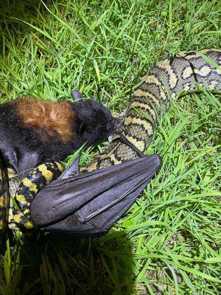 Pertarungan sengit rubah terbang vs ular piton karpet.