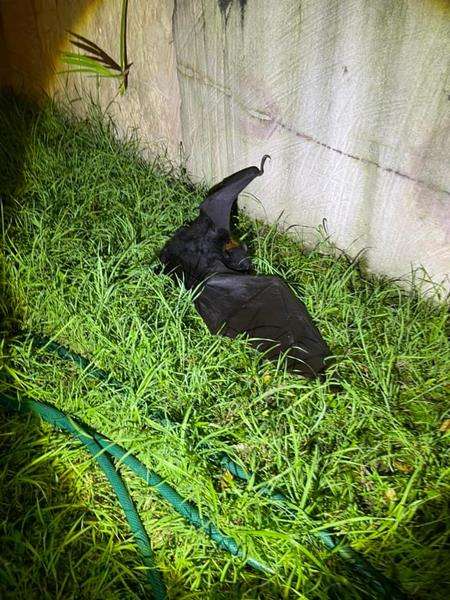 Pertarungan sengit rubah terbang vs ular piton karpet.