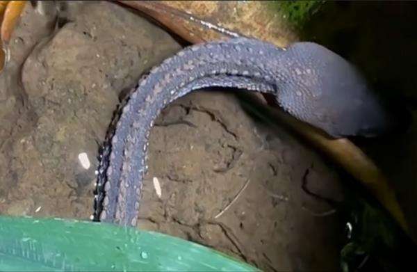 Panji Petualang akhirnya temukan ular naga.