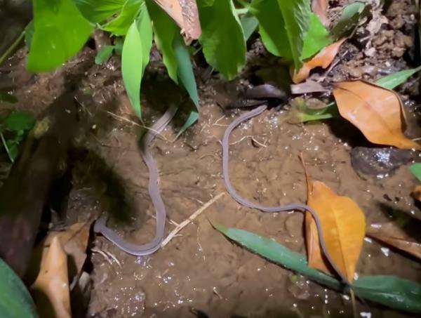 Panji Petualang akhirnya temukan ular naga.
