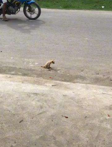 Lihat anak kucing berjalan sambil menyeret tubuhnya.
