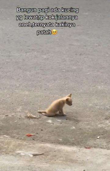 Lihat anak kucing berjalan sambil menyeret tubuhnya.