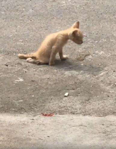 Lihat anak kucing berjalan sambil menyeret tubuhnya.
