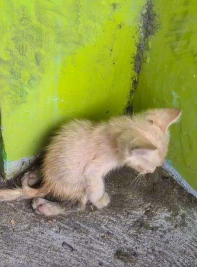 Lihat anak kucing berjalan sambil menyeret tubuhnya.
