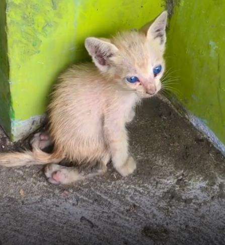Lihat anak kucing berjalan sambil menyeret tubuhnya.