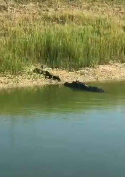 Buaya duel lawan ular kobra di pinggir sungai.
