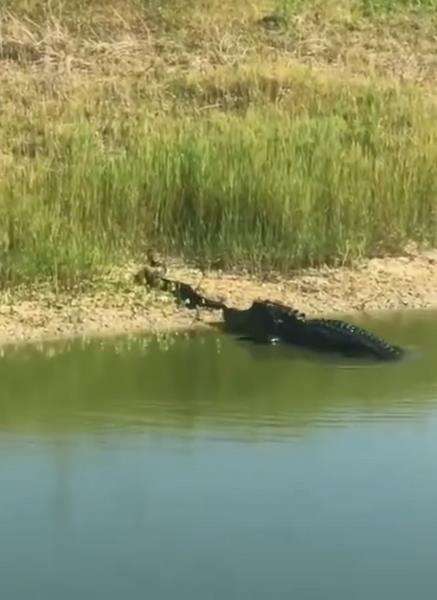 Buaya duel lawan ular kobra di pinggir sungai.