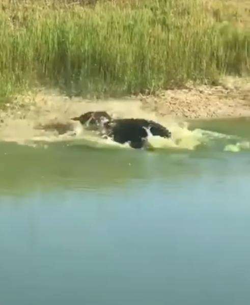 Buaya duel lawan ular kobra di pinggir sungai.