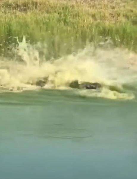 Buaya duel lawan ular kobra di pinggir sungai.