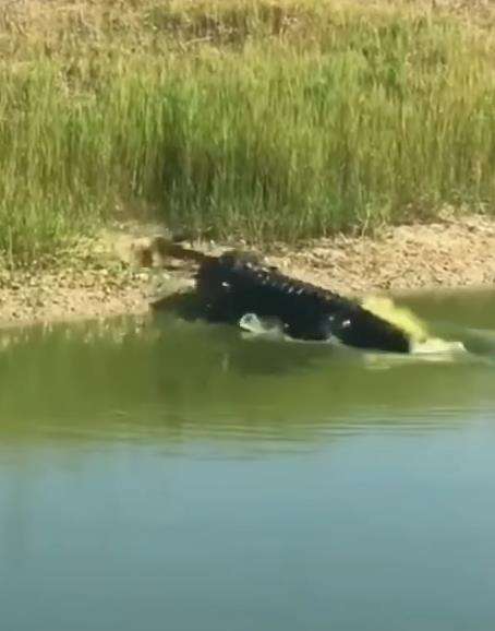 Buaya duel lawan ular kobra di pinggir sungai.