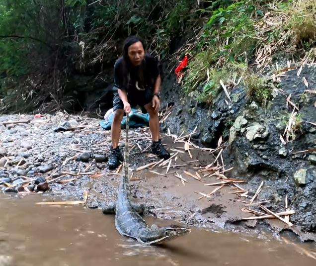 Makan banteng air alias biawak raksasa.