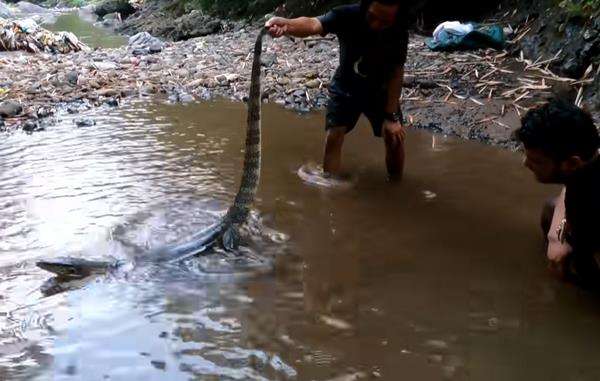 Makan banteng air alias biawak raksasa.