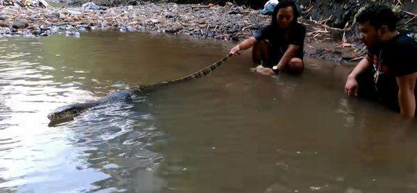 Makan banteng air alias biawak raksasa.