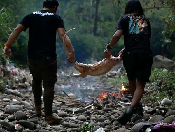 Makan banteng air alias biawak raksasa.