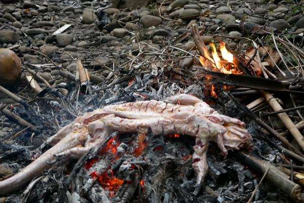 Makan banteng air alias biawak raksasa.