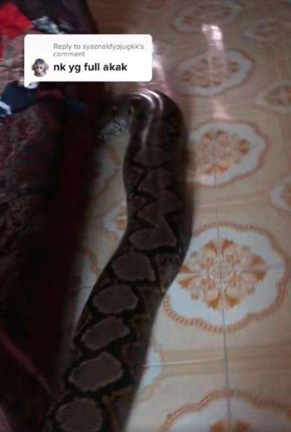Keluarga pelihara ular piton raksasa.