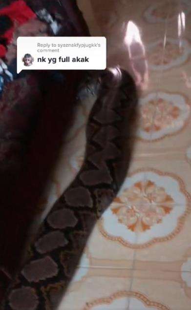 Keluarga pelihara ular piton raksasa.