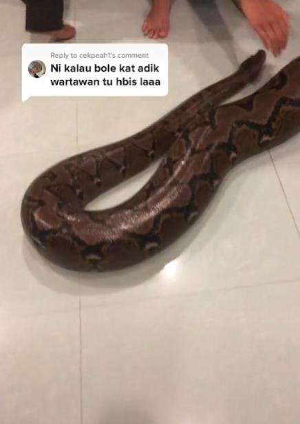 Keluarga pelihara ular piton raksasa.