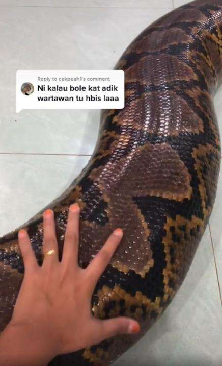Keluarga pelihara ular piton raksasa.