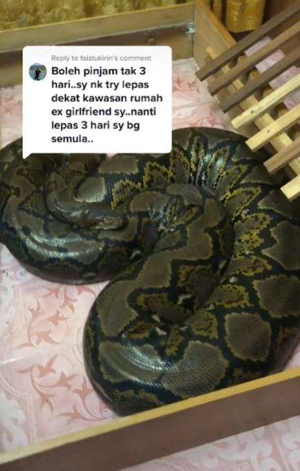 Keluarga pelihara ular piton raksasa.